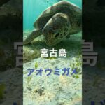 2023年 宮古島のアオウミガメ #宮古島 #スノーケリング #ウミガメ #シュノーケリング #turtle