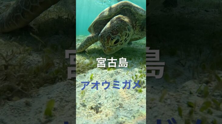 2023年 宮古島のアオウミガメ #宮古島 #スノーケリング #ウミガメ #シュノーケリング #turtle