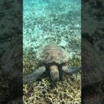 2023年 #スノーケリング #turtle #宮古島 #fish #シュノーケリング #tropicalfish