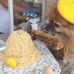 弱虫なポメラニアンとマニアックな観光地に行ってきました・秋のドライブ・採石場・笠間のモンブラン
