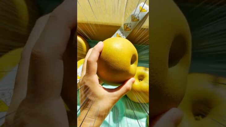 茨城の梨「恵水」がとんでもなくデカかった #茨城県 #いばらき観光マイスター