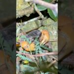 2023年 実は捕獲禁止?のカニを見つけた #沖縄 #宮古島 #オカガニ #生き物系ユーチューバー #カニ