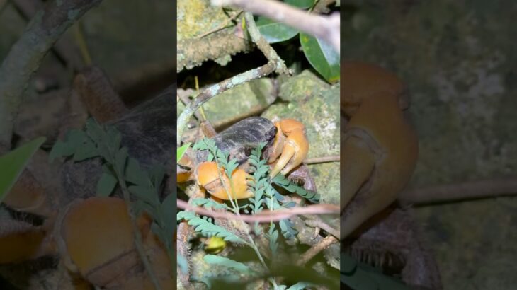 2023年 実は捕獲禁止？のカニを見つけた #沖縄 #宮古島 #オカガニ #生き物系ユーチューバー #カニ