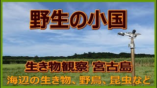 2023年 野生の生き物宮古島