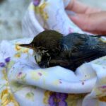 2023年 宮古島の海で鳥が溺れていました