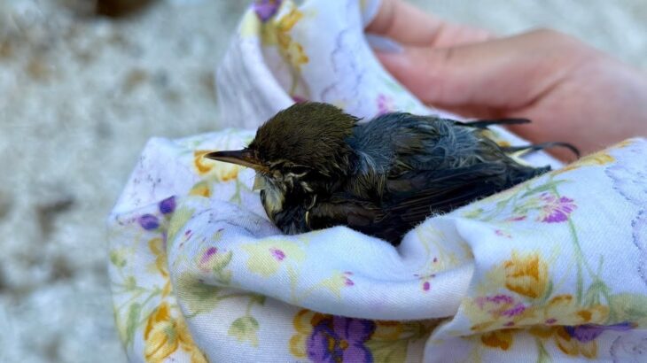 2023年 宮古島の海で鳥が溺れていました