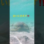 2023年 宮古島でうみがめと泳ぐ‼️ #宮古島 #うみがめ
