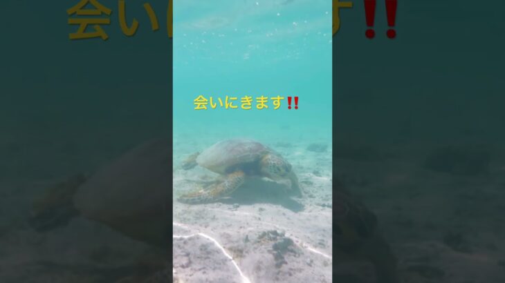 2023年 宮古島でうみがめと泳ぐ‼️ #宮古島 #うみがめ
