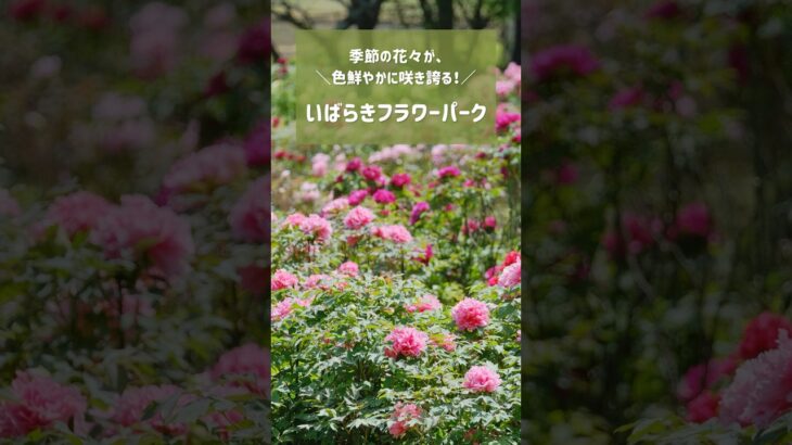いばらきフラワーパークに行こう！#フラワーパーク #茨城観光 #花畑 #癒し #お出かけスポット