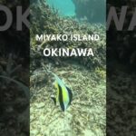 2023年 宮古島の熱帯魚達