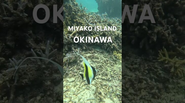 2023年 宮古島の熱帯魚達