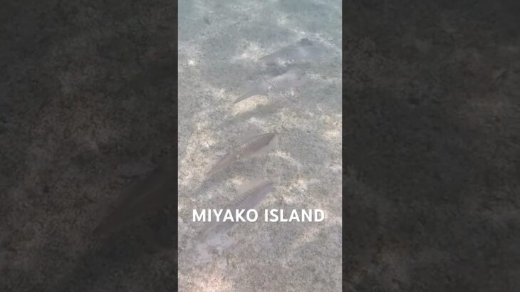 2023年 宮古島の熱帯魚達