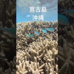 2023年 宮古島の熱帯魚達