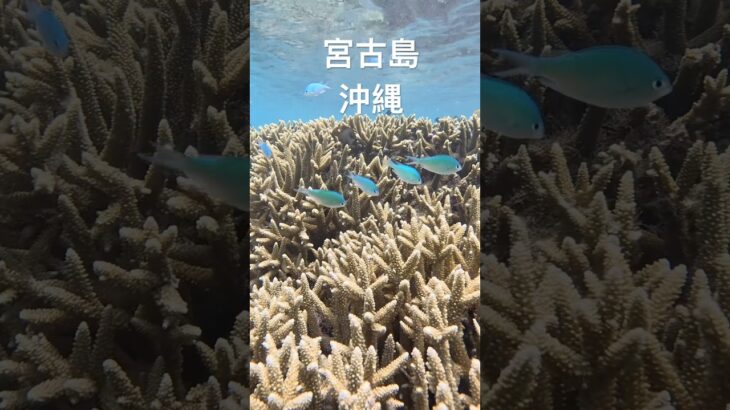 2023年 宮古島の熱帯魚達