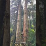 【神々の森　御岩神社　茨城県日立市】#最強パワースポット #茨城県 #茨城観光