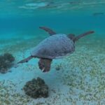 2023年 宮古島/新城海岸巧遇海龜