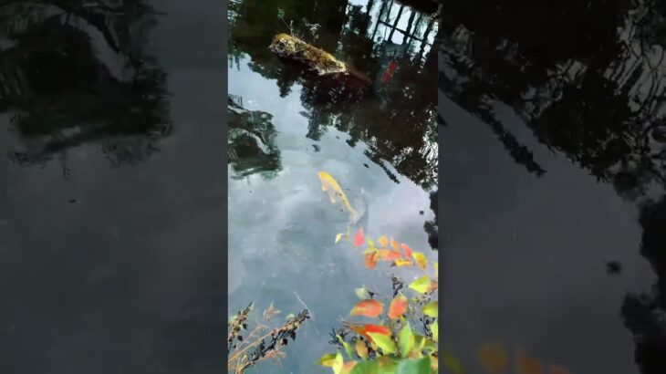 【金の鯉は豊かさへの招待状　出流原弁天池　栃木県佐野市】 #栃木県 #栃木観光 #パワースポット