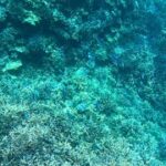 2023年 【宮古島 海中映像】癒し動画　八重干瀬