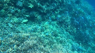 2023年 【宮古島 海中映像】癒し動画　八重干瀬