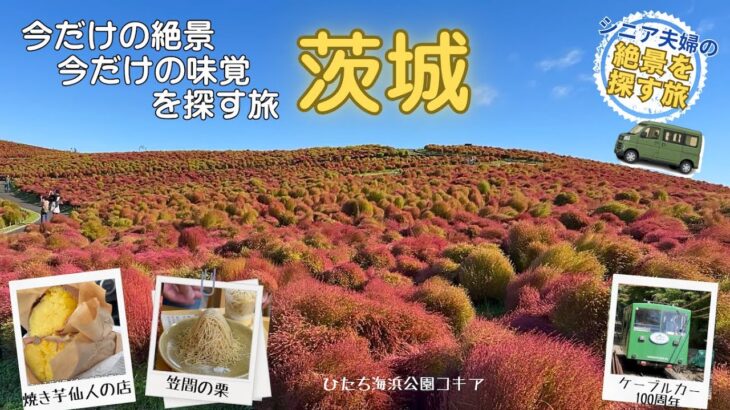 【茨城の絶景旅】今だけの絶景！今だけの味覚！魅力的な茨城！ひたち海浜公園のコキア、笠間の栗、つくば石焼芋など期間限定の旅を紹介します