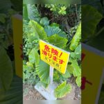 2023年 宮古ブルー以外にも宮古島にはこんなところが #宮古牛 #宮古馬 #宮古山羊 #ヤシガニ シオカヤドカリ #パーントゥ #島バナナ