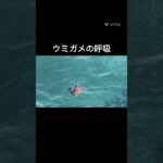 2023年 ウミガメの呼吸　宮古島の海