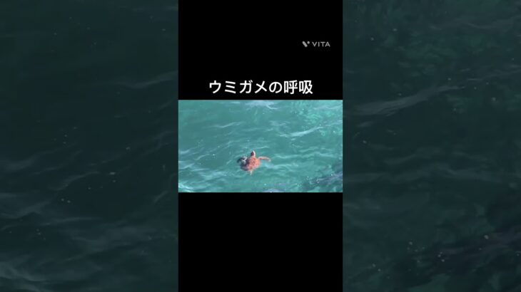 2023年 ウミガメの呼吸　宮古島の海