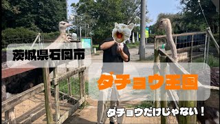 茨城県石岡市 ダチョウ王国で動物達と会ってきた😚