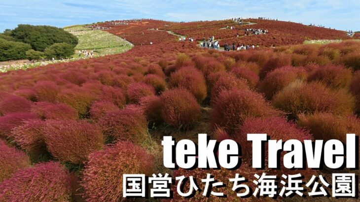 【観光】国営ひたち海浜公園/茨城県ひたちなか市 まるで絵本の世界！コキアとコスモスの楽園