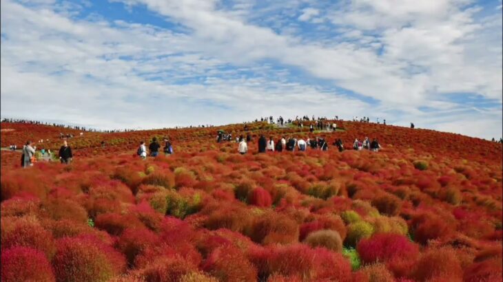 🔥「丘が燃える」茨城の奇跡🌾 ひたち海浜公園の“赤い絶景”が今年も感動の見ごろに――