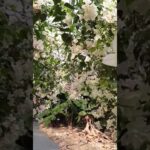 2023年 #ユートピアファーム宮古島 #ブーゲンビレア