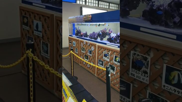 2023年 宮古島旅行①強風だけど伊良部大橋行ってみた