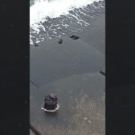 2023年 宮古島旅行⑥オカガニ　うじゃうじゃいる