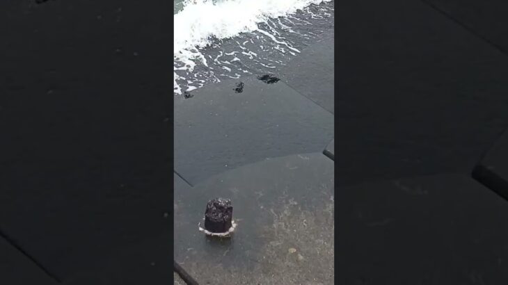 2023年 宮古島旅行⑥オカガニ　うじゃうじゃいる