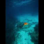 2023年 宮古島にいた神タイプのゼニガメ