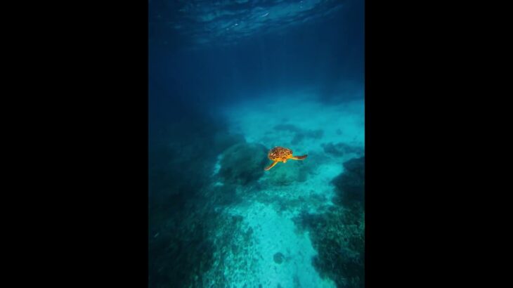 2023年 宮古島にいた神タイプのゼニガメ