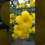 2023年 #ユートピアファーム宮古島 #アリアケカズラ #ブーゲンビレア