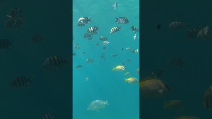 2023年 #宮古島海中公園