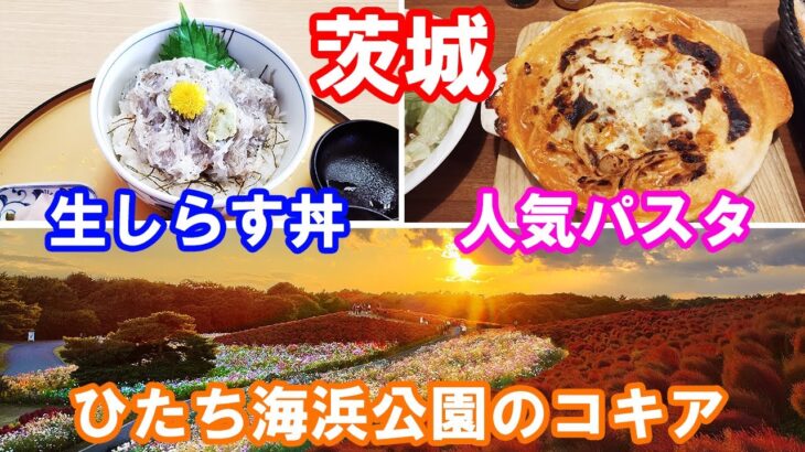 【茨城 グルメ・観光】那珂湊の生しらす丼と東海の大人気パスタと海浜公園のコキアを巡る日帰り旅。