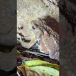 2023年 普通のヒキガエルとはちょっと違う　#宮古島 #ヒキガエル #生物 #両生類