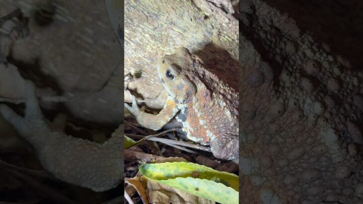2023年 普通のヒキガエルとはちょっと違う　#宮古島 #ヒキガエル #生物 #両生類