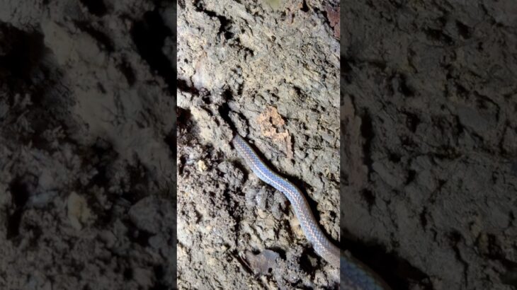 2023年 幻のミヤコヒメヘビ　#宮古島 #ヘビ #爬虫類 #沖縄 #生物観察