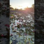 2023年 宮古島！シギラベイサイドスイートアラマンダ！睡蓮！夜から朝に咲く睡蓮！とてもきれい😍