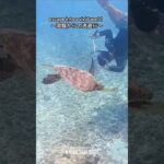 2023年 ウミガメと遊泳@宮古島✨