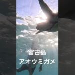 2023年 宮古島のアオウミガメ