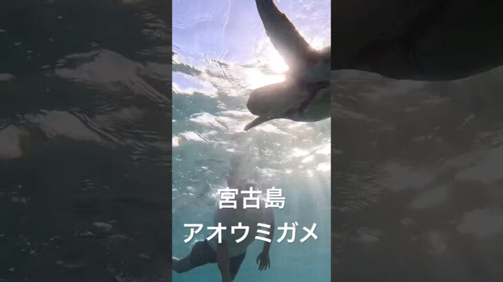 2023年 宮古島のアオウミガメ
