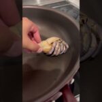 2023年 宮古島の伊良部島の宿泊ホテルの裏の海岸で野生の赤ちゃん？ヤシガニを取ってきた話。 #宮古島旅行 #伊良部島 #ヤシガニ