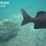 2023年 2025－1029宮古島　吉野海岸