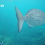 2023年 2025－1029宮古島中の島海岸 2