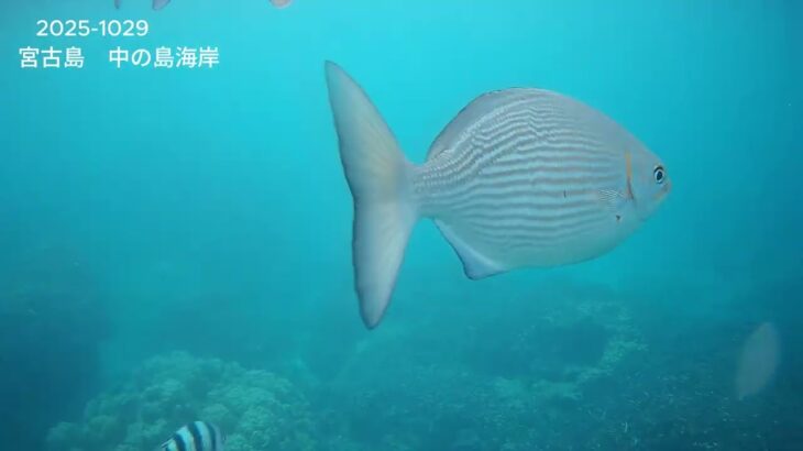 2023年 2025－1029宮古島中の島海岸 2